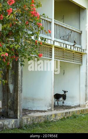 Goat al abbandonato Sheraton Hotel, Rarotonga, Cook Islands, Sud Pacifico Foto Stock