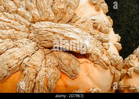 Vista dall'alto di una zucca con guscio di arachide Foto Stock