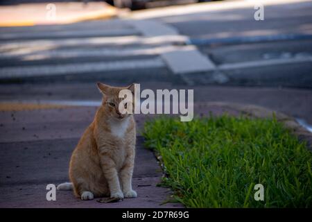 cat in posa sul marciapiede di fronte alla casa Foto Stock