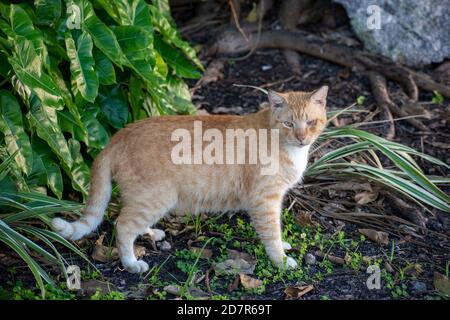 il gatto al giardino che ci guarda Foto Stock