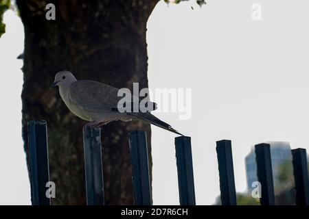 bellissimo piccione appollaiato su una recinzione presso il parco Foto Stock