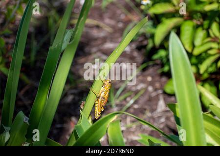 grasshopper che si nasconde tra le foglie di una pianta al parcheggio Foto Stock