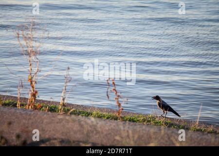 Concentrarsi su un corvo incappucciato, un uccello di corvo nero e grigio della famiglia corvidae, chiamato anche Corvus Cornix, che si trova accanto al fiume Danubio a Belgrado, Foto Stock