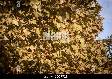 Primo piano su un albero piano con le sue foglie secche gialle e marroni, in autunno. Conosciuto anche come sycamore, o platanus, l'albero è un simbolo di caduta nel nord Foto Stock