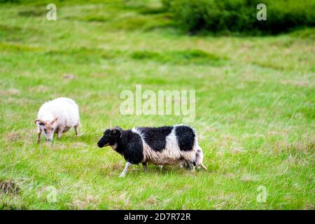 Due pecore islandesi in piedi bianco e nero verde pascolo Pascolo erba a campo di fattoria nell'estate orientale dell'Islanda con avvisatori acustici Foto Stock