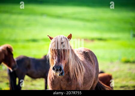 Divertente cavallo islandese masticare mangiare pascolo in un paddock all'aperto stabile Nel nord Islanda campagna rurale fattoria facendo faccia umorosa Foto Stock