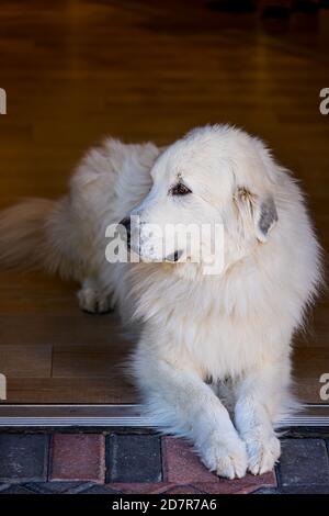 Bianco dai capelli lunghi Grande animale di cane dei Pirenei sdraiato in negozio ingresso dell'edificio del negozio Foto Stock