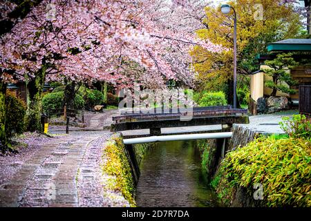 Kyoto, Giappone ciliegia fiore petali di fiori sakura che cadono in primavera nel famoso parco del sentiero pedonale di Philosopher vicino al fiume e al ponte Foto Stock