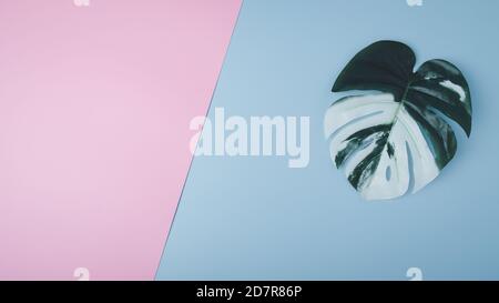 Layout creativo fatto di colorate foglie tropicali su sfondo rosa e blu. Foto Stock