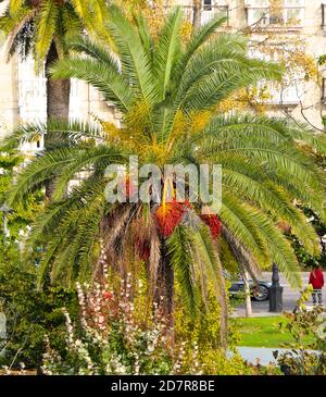 Phoenix dactylifera albero di palma datato con frutta rossa primo piano su una mattinata d'autunno soleggiato Santander Cantabria Spagna Foto Stock