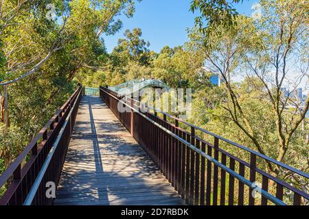 Il Kings Park Lotterywest Federation Walkway Bridge, Perth, Australia Foto Stock