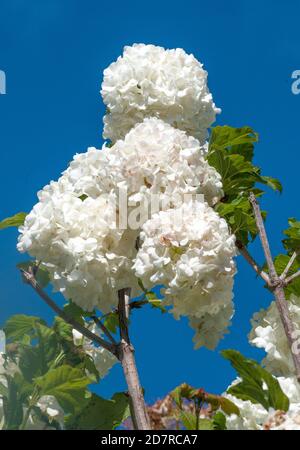 Guelder rosa (Snowball tree o Viburnum Opulus) fiorire a Melbourne, Australia Foto Stock