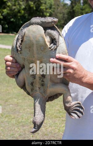 Maschio Mary River Turtle tenuto da ricercatore Foto Stock