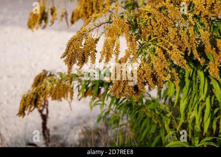 un'altissima canadese o solidago con fiori di piccola taglia in autunno Foto Stock