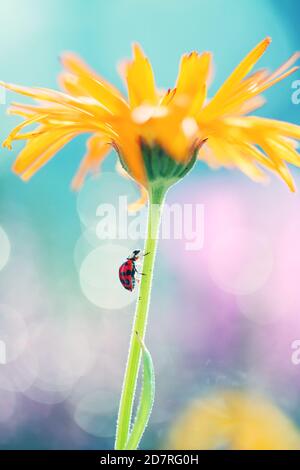 Un piccolo ladybug sta camminando attraverso i fiori nel mio giardino alla ricerca di cibo Foto Stock