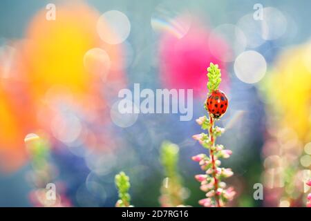 Un piccolo ladybug sta camminando attraverso i fiori nel mio giardino alla ricerca di cibo Foto Stock