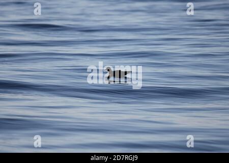 Un Shearwater con coda a cuneo che scivola sopra l'oceano Foto Stock