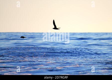 Un Shearwater con coda a cuneo che scivola sopra l'oceano Foto Stock