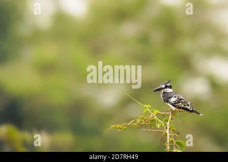 Un Kingfisher pied (Ceryle rudis) seduto su una filiale, Queen Elizabeth National Park, Uganda. Foto Stock