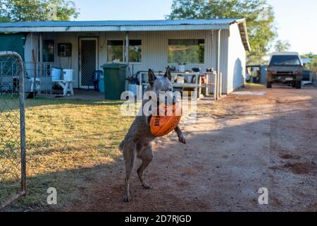 Il cane gioca con il calcio al Marble Bar. Foto Stock