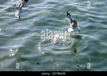 Gabbiano d'argento (Larus novaehollandiae) lottare per il cibo sulla superficie dell'oceano Foto Stock