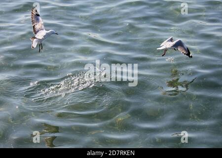 Gabbiano d'argento (Larus novaehollandiae) lottare per il cibo sulla superficie dell'oceano Foto Stock