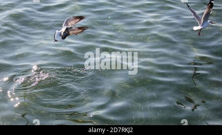 Gabbiano d'argento (Larus novaehollandiae) lottare per il cibo sulla superficie dell'oceano Foto Stock