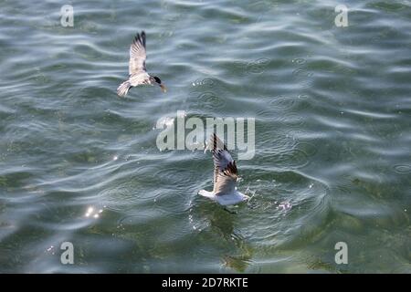 Silver Gull e un Tern lottano per il cibo Foto Stock