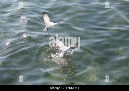 Silver Gull e un Tern lottano per il cibo Foto Stock