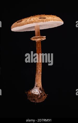 Un fungo parasolo levitante (macrolepiota procera) su sfondo nero. Foto Stock