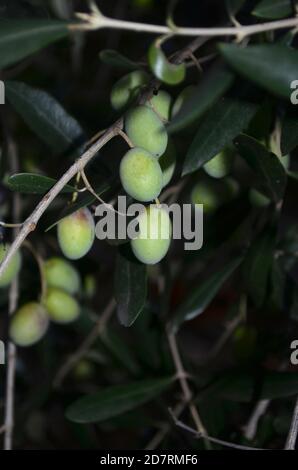 Olive verdi che crescono su un olivo in Italia. Foto Stock