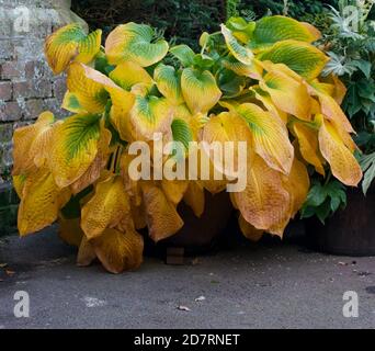 Immagine di hosta ingiallente in autunno con verde e giallo foglie Foto Stock