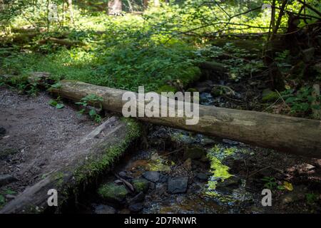 Passerella di ceppo sopra il torrente di bosco che riflette fogliame. Foto Stock