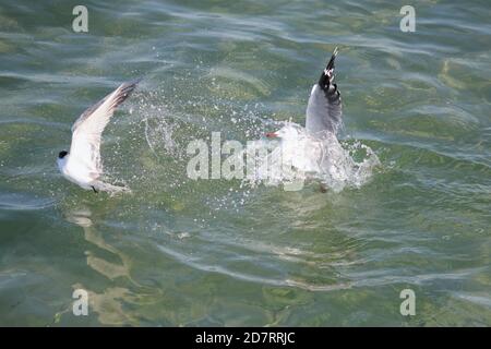 Silver Gull e un Tern lottano per il cibo Foto Stock