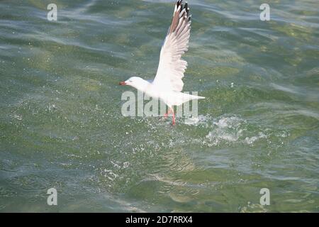 Gabbiano d'argento (Larus novaehollandiae) sulla superficie dell'oceano Foto Stock