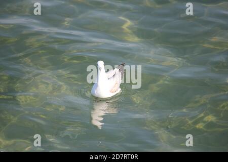 Gabbiano d'argento (Larus novaehollandiae) sulla superficie dell'oceano Foto Stock