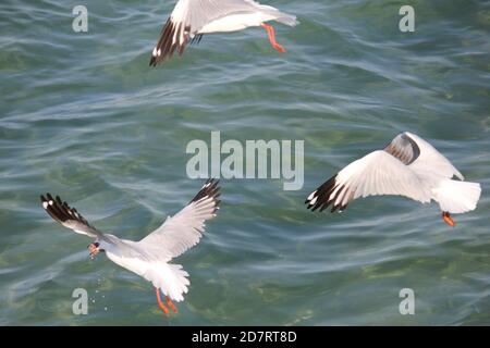 Gabbiano d'argento (Larus novaehollandiae) lottare per il cibo sulla superficie dell'oceano Foto Stock