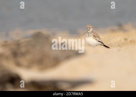 Grande larchio di hoopoe sulla costa settentrionale del Qatar Foto Stock