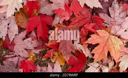 Primo piano del fogliame autunnale o autunnale con colori assortiti foglie, compreso il rosso