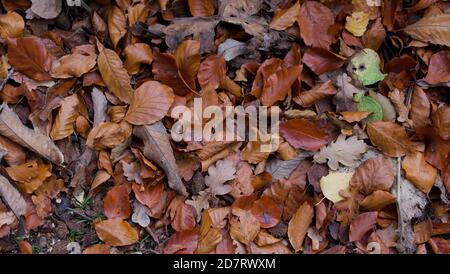 Sfondo del fogliame autunnale in colori assortiti principalmente sfumature di marrone Foto Stock