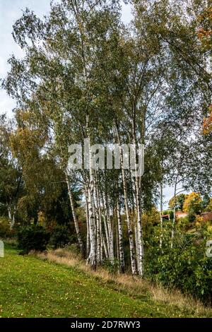 Gruppo di alberi di betulla d'Argento senza semi in un privato inglese giardino Foto Stock