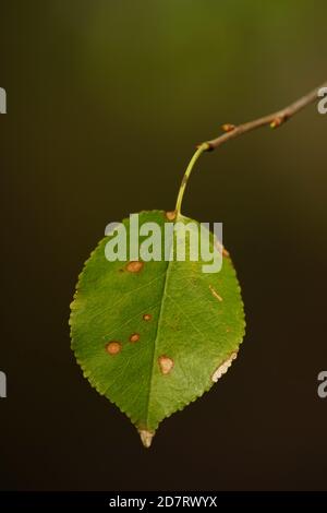 Piccola foglia verde punteggiato appendere sul ramo. Foto Stock