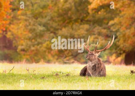 Manchurian Sika Deer, Stag, giace nel parco, autunno, 2020, Bedfordshire, Regno Unito Foto Stock