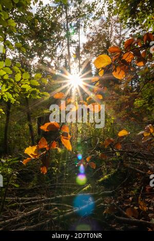 Bellissimi raggi di luce solare e raggi solari luminosi attraverso foglie colorate al mattino presto fare l'inizio della giornata una giornata felice con il relax Foto Stock