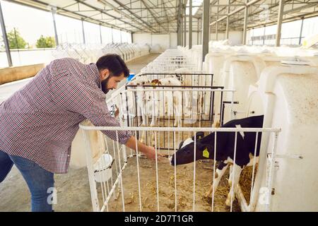 L'agricoltore vuole accarezzare un vitello in piedi in una gabbia in un grandissimo fienile in una fattoria di bestiame in campagna. Foto Stock