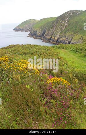 Anglesey percorso costiero scenario intorno Porth Wen e Hells bocca Foto Stock