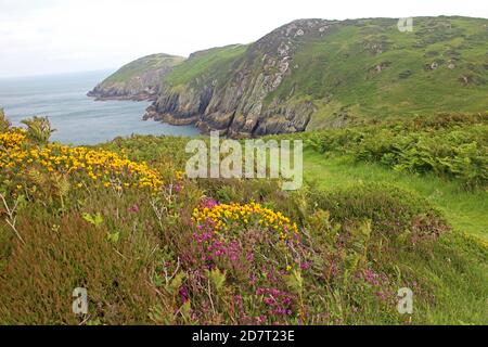 Anglesey percorso costiero scenario intorno Porth Wen e Hells bocca Foto Stock