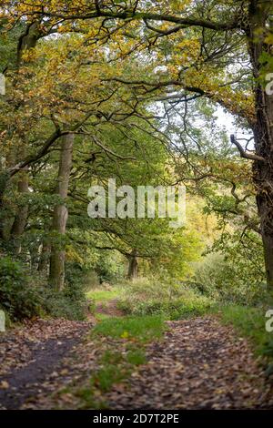 Guardando lungo un sentiero nella riserva naturale di Poles Coppice, Shropshire in autunno con foglie sul terreno e gli alberi che si colorano. Foto Stock