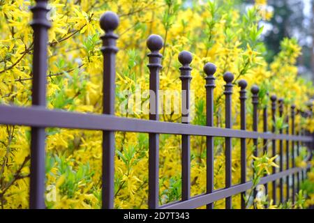 Immagine di una bella recinzione decorativa in metallo con forgiatura artistica su uno sfondo a fiori di primavera. Primo piano guardrail in ferro. Foto Stock