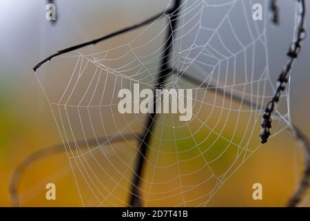 Primo piano di spiderweb con rugiada, in autunno. Full frame, foto a colori Foto Stock